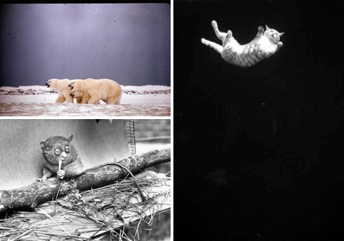 Google's LIFE Photo Archive